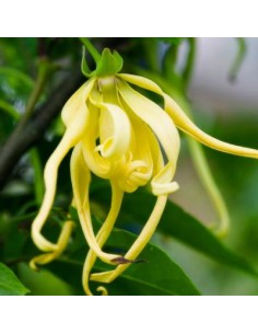 huile essentielle ylang ylang