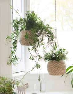 Jasmin en pot GALANT DE NUIT